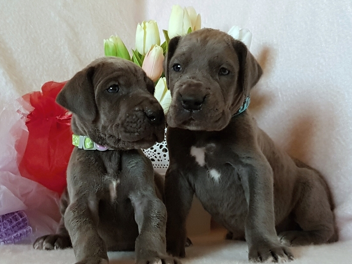 Litter Q - 3 weeks